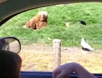 Bear says hi to get a piece of bread