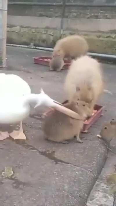 Pelican irritating capybaras