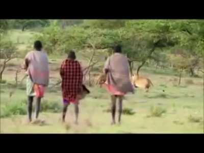 casually stealing food from lions