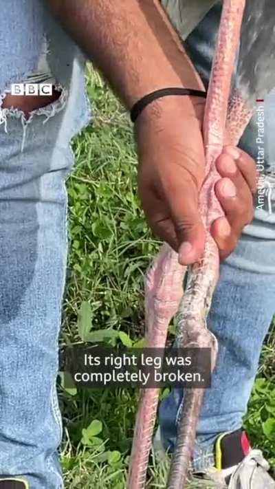 Man nurses crane back to health.