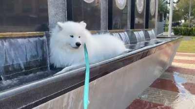 Take your dog to the park they said…