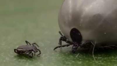 This pronouncers accent