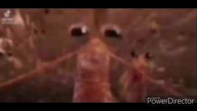 krill isue 😈😈 (kryptopsy referens)