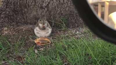 Fat squirrel eating a McDonald’s cheeseburger
