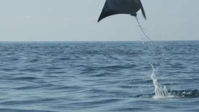 🔥 Manta Rays Migration to the western coast of Mexico