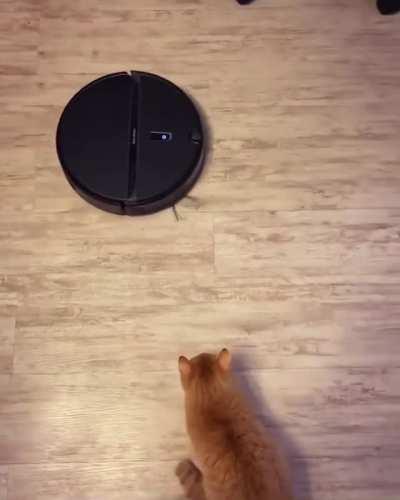 Cat versus Roomba