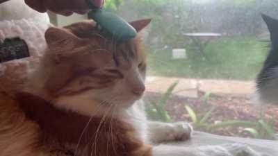 We finally found a brush he likes!! (And it’s cute and tiny!!)