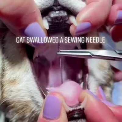 Ёбушки - воробушки