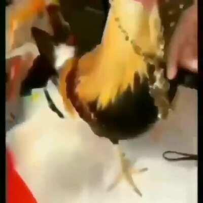 Gallo calle 😳 tira facha