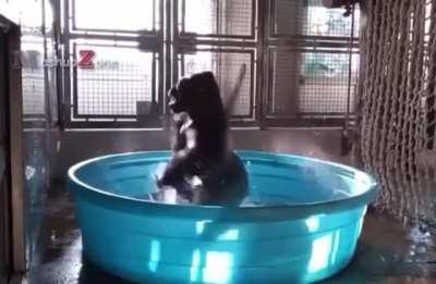 gorila girando 2!! 😲😲😲😲😲