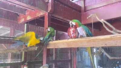 The macaws I care for at the shelter are 3-year-olds children in the bodies of dinosaurs
