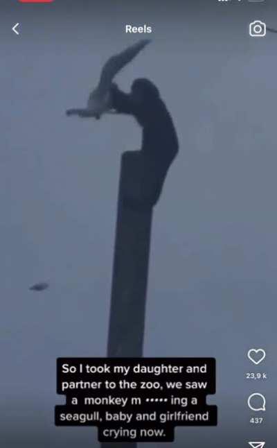 Monke gives bonk to birdi