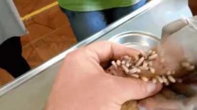 Mangoworm relief x100