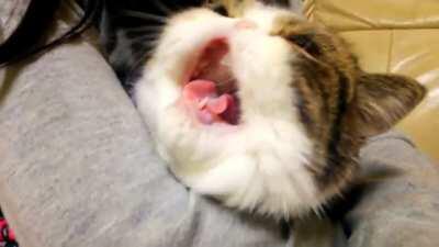 Singing/Yelling Cat