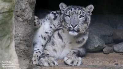 Snow leopard cub is testing patience of its mum