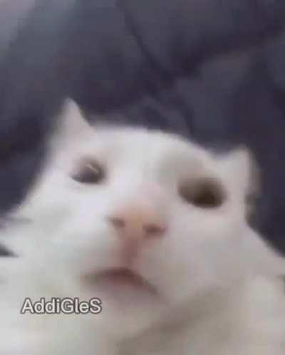 streams del cara de ratón: