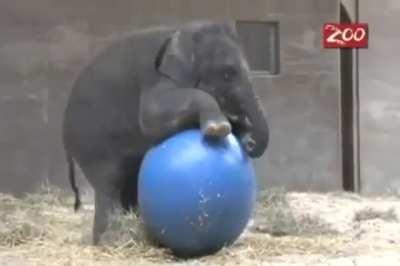 Baby Beco from Columbus Zoo 2009. What toy do you give a 600 pound baby elephant? How about a 2-foot round blue plastic ball