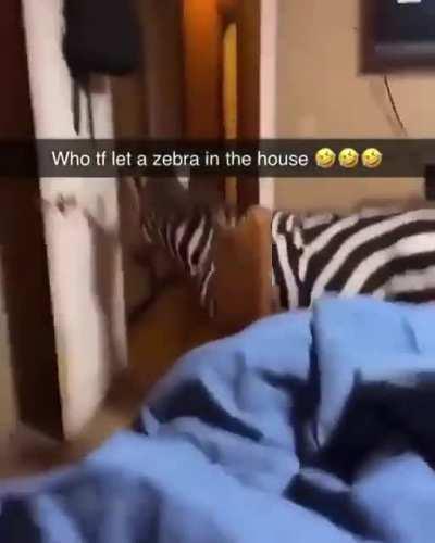 Zebra in the house