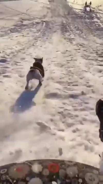 Doggo enjoys racing their human sledding down a snowy hill.
