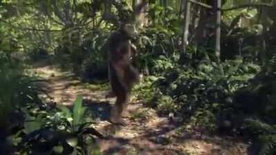 E assim que raça humana evoluiu