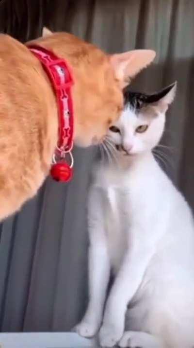 Using the brain cell to get ginger revenge