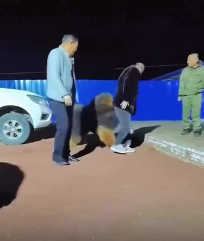 This Tibetan Mastiff sold for $1 Million in China. This exact footage was filmed shortly after the Zhejiang Luxury Pet Fair, where a Chinese real-estate developer purchased this pure blood Tibetan Mastiff for over $1M in a single bid!