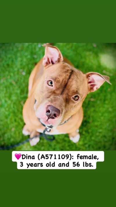 URGENT! PLEASE HELP! Whitton, Dina, Hasselhoff and Hunter only have until TUESDAY 10/28 to find ADOPTERS or FOSTERS/RESCUES/PLEDGES. EUTHANASIA LIST at Orange County Animal Services in ORLANDO, FL. Please dm  /u/biancamission if you can foster one of them