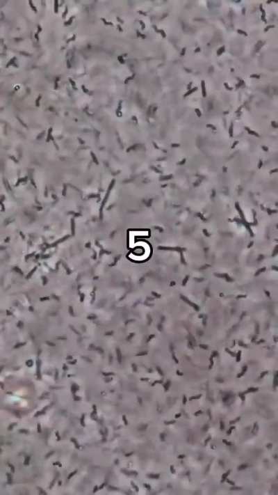 A drop of whiskey vs bacteria