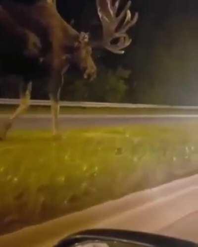 As a non-American, I always thought moose were horse or deer-sized, not hut-sized