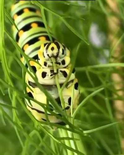 Actual footage of me calling a destructor on a binary tree for my CS Data structures class.