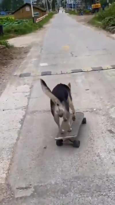 🐶🛹