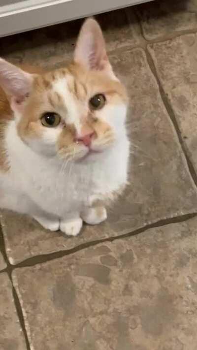 Moe. He is 12 and has been a LOVER his whole life. He loves you the instant he meets you. He will wait for me at the door as I leave, fetch, he could almost be a dog. After his brother DeNiro recently passed away, he started to talk too.