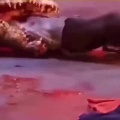 The giant crocodile was swallowing the man