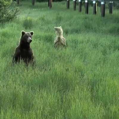 Bears in the tall grass popping up in Katmai National Park and Preserve