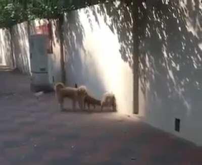 Platform 9 3/4 to dogwartz