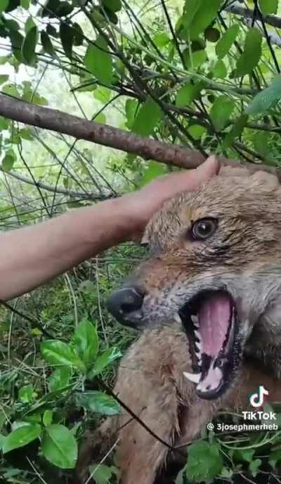 Wunky domestication attempt