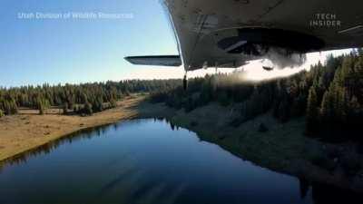 Thousands of fish are regularly dropped from a plane to restock Utah lakes