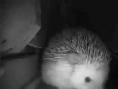 🦔يمذهيهيهيت سنيني سنين سمني مس بك🦔