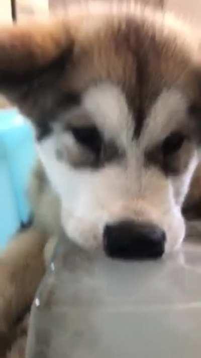 Guys I’m pretty sure this is a husky