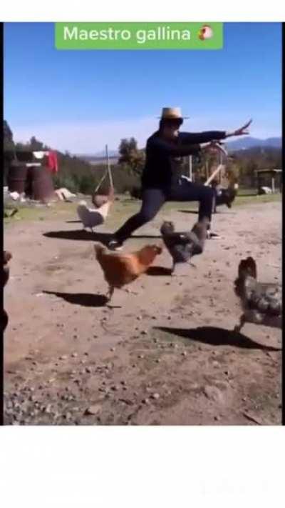 Esto es lo suficientemente chileno para poder posterlo? Es un vídeo de alguien con un chupalla que controla gallinas