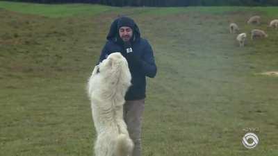 The dog didn't let the reporter work