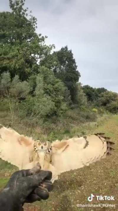 From @harrishawk_hunter