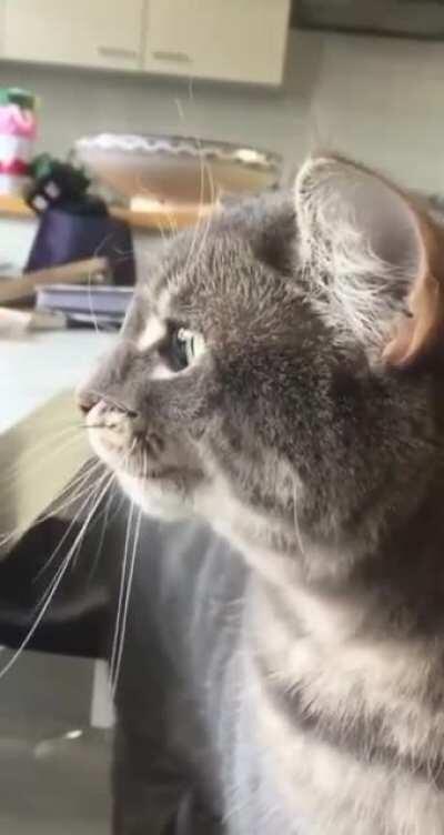 Ok Reddit, who can translate Meowse Code?