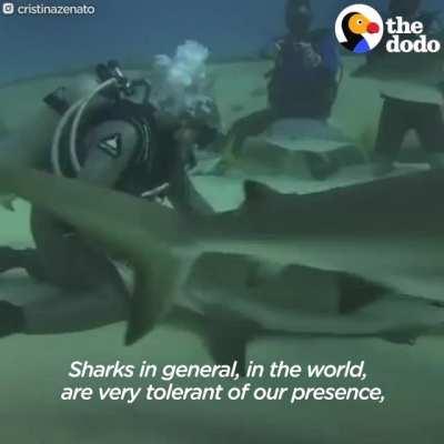 Sharks express gratitude to person who removed fish hooks from their mouths. Sharks she's never seen before somehow learn about her and come from afar to have hooks removed.
