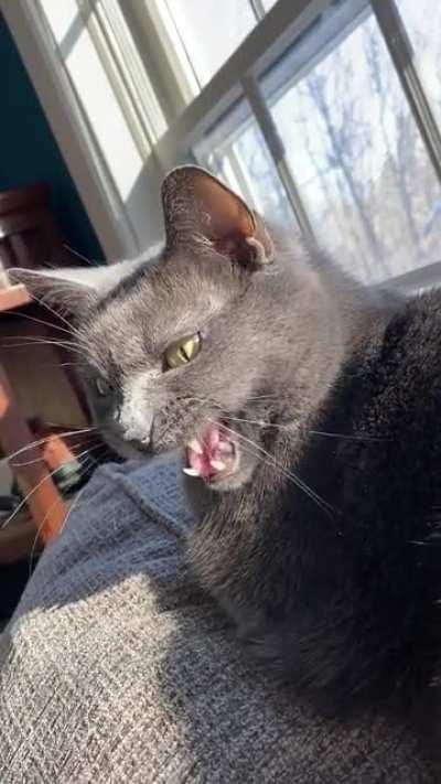 We recently adopted Zeke, 13, from our local shelter and discovered he likes to chirp