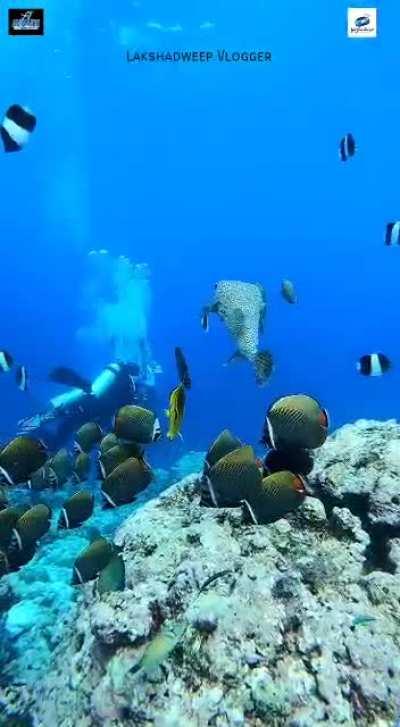 Fans from Lakshwadeep, an Indian Territory of little islands in the Indian Ocean.