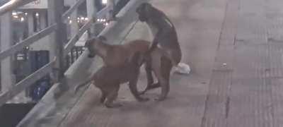 Human evolved from Monkey