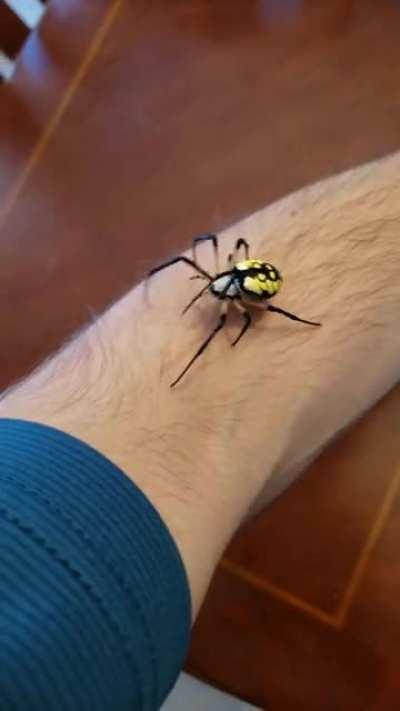 Arigope aurantia. Saved this beautiful girl yesterday, explanation and a question in comments.