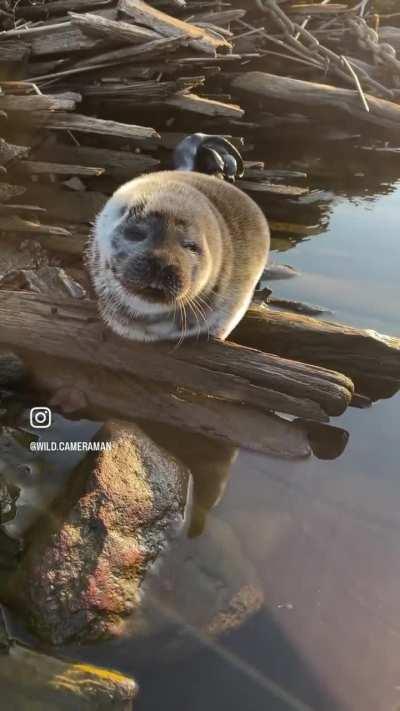 Eepy little seal 