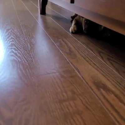 Catch me if you can!